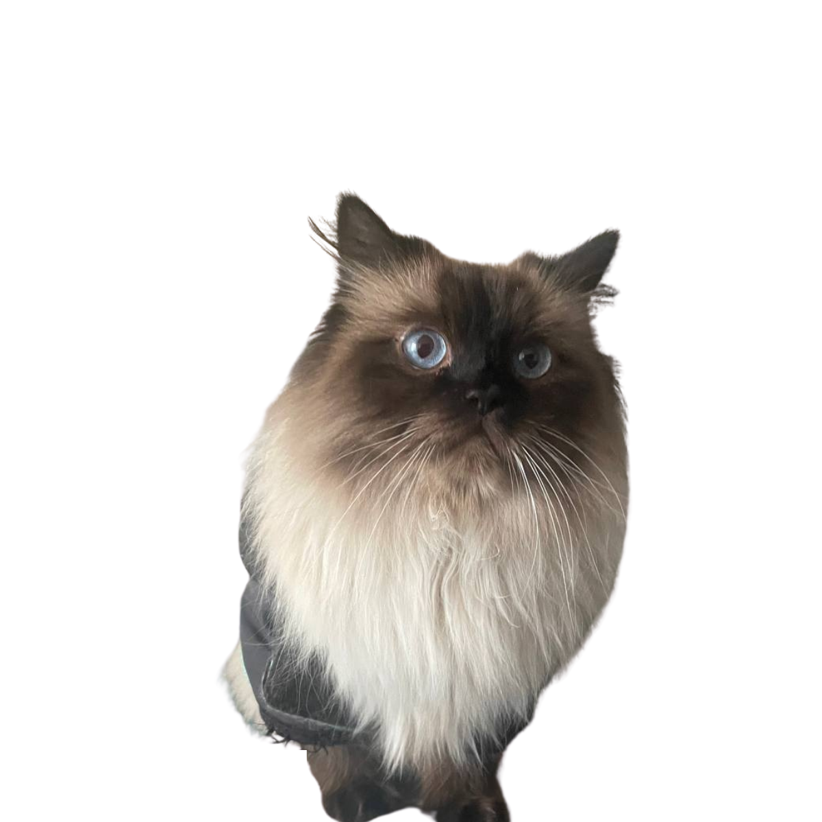 Dimitri, el gato